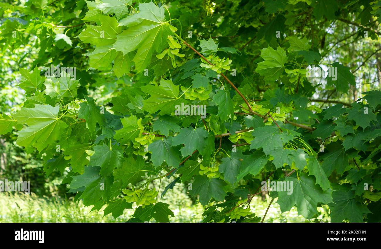 Acer platanoides Norway maple, leaf detail. Green background Stock Photo