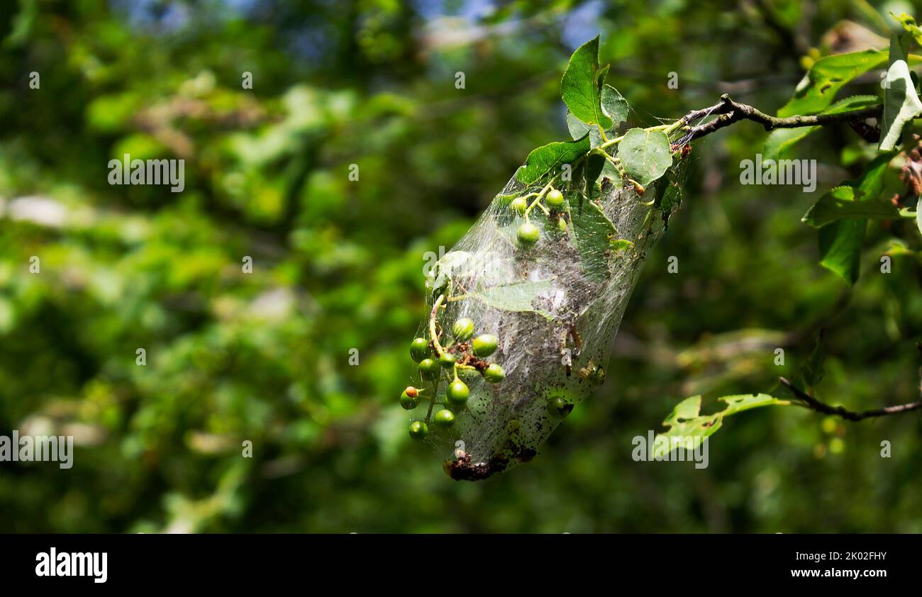 Cocoons of insects in the web on wild plants, Europe Stock Photo