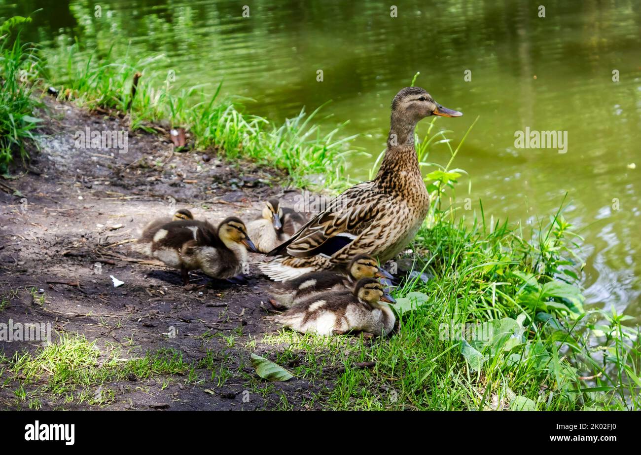 Mallard female with little ducklings in wildlife on the river on a sunny day. Breeding season for wild ducks. Little ducklings with mother duck Stock Photo