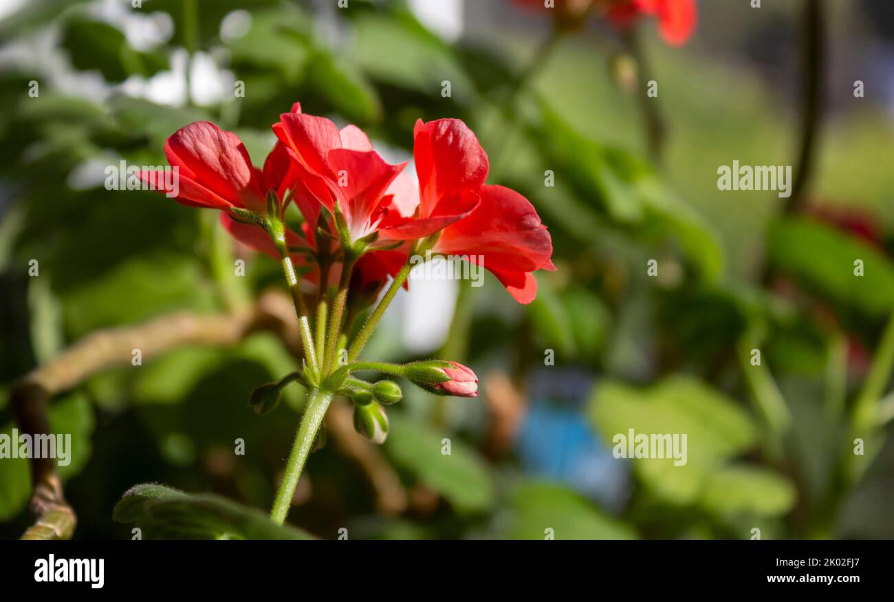Flowering red geranium, house geranium, in greenery, close-up Stock Photo