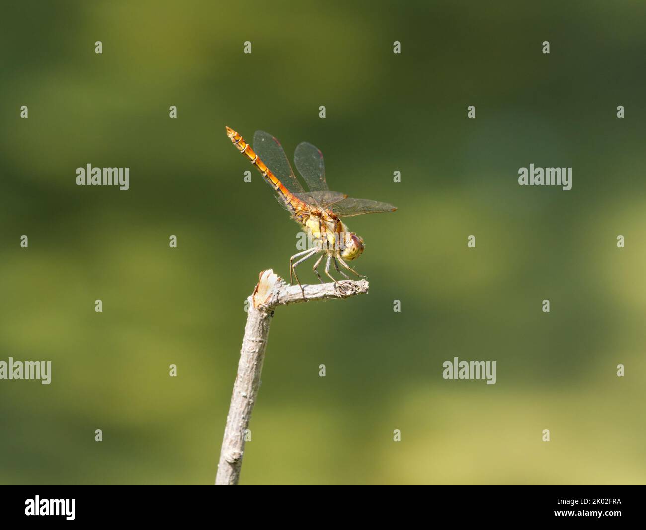 Male Common Darter dragonfly (Sympetrum striolatum) 'obelisking' to keep cool by minimising its surface area directly exposed to the sun Stock Photo