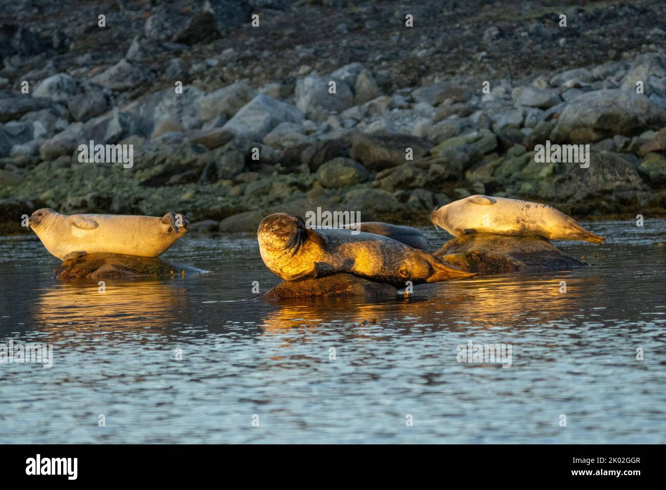 Harbor seal (Phoca vitulina) Stock Photo
