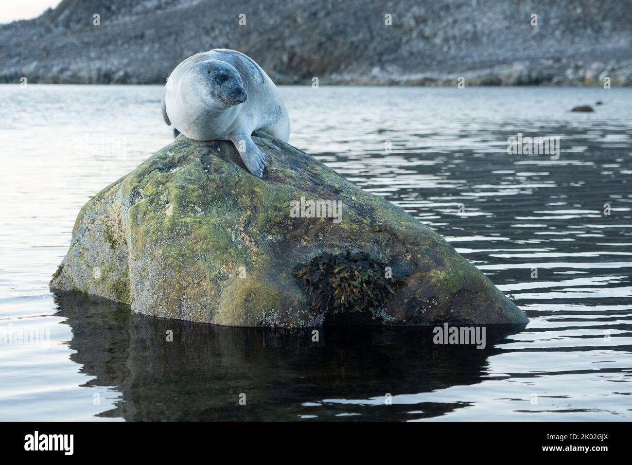 Harbor seal (Phoca vitulina) Stock Photo