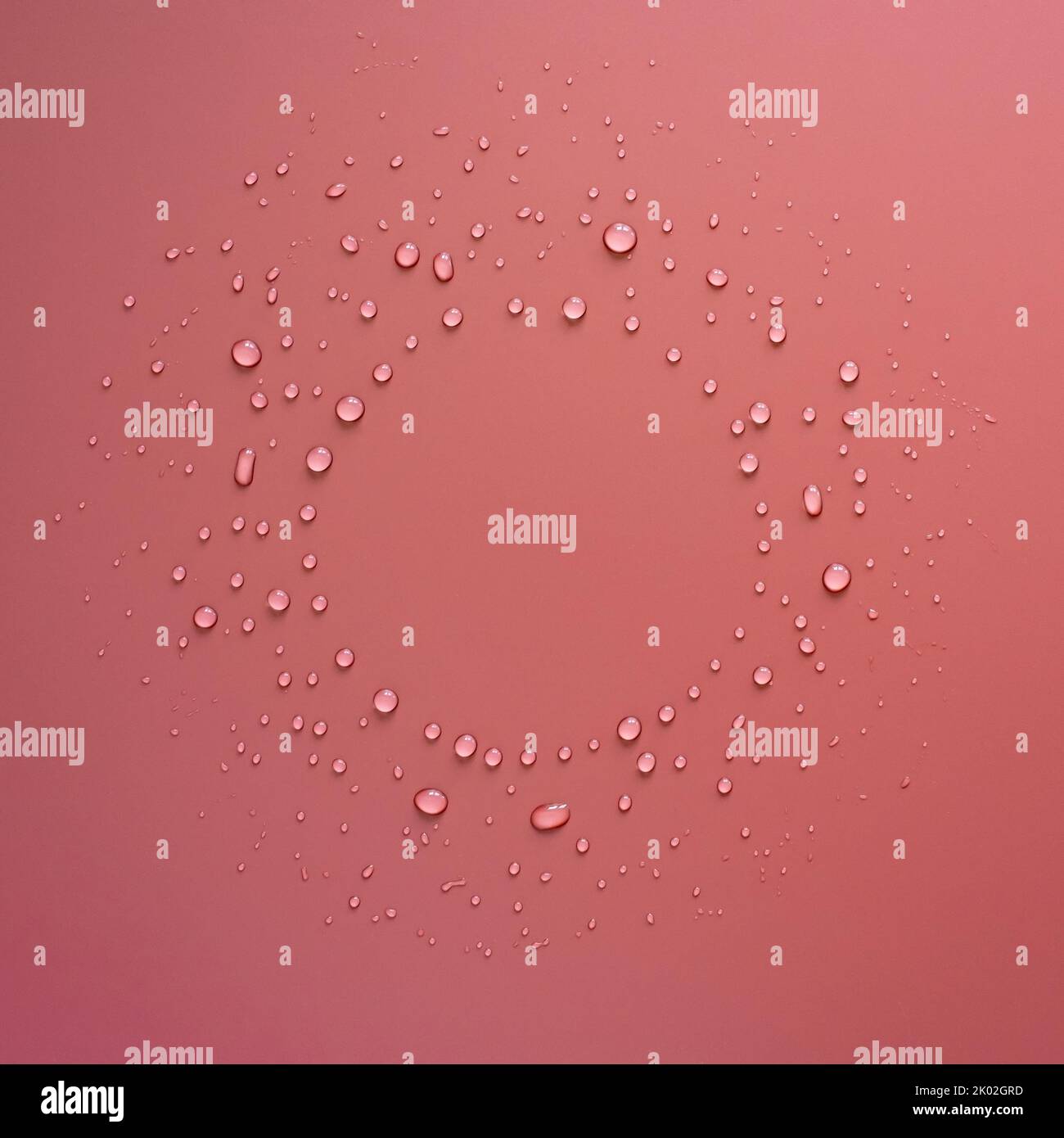 Drops of water in the form of a circle on a pink background. Copy space. Top view.  Stock Photo