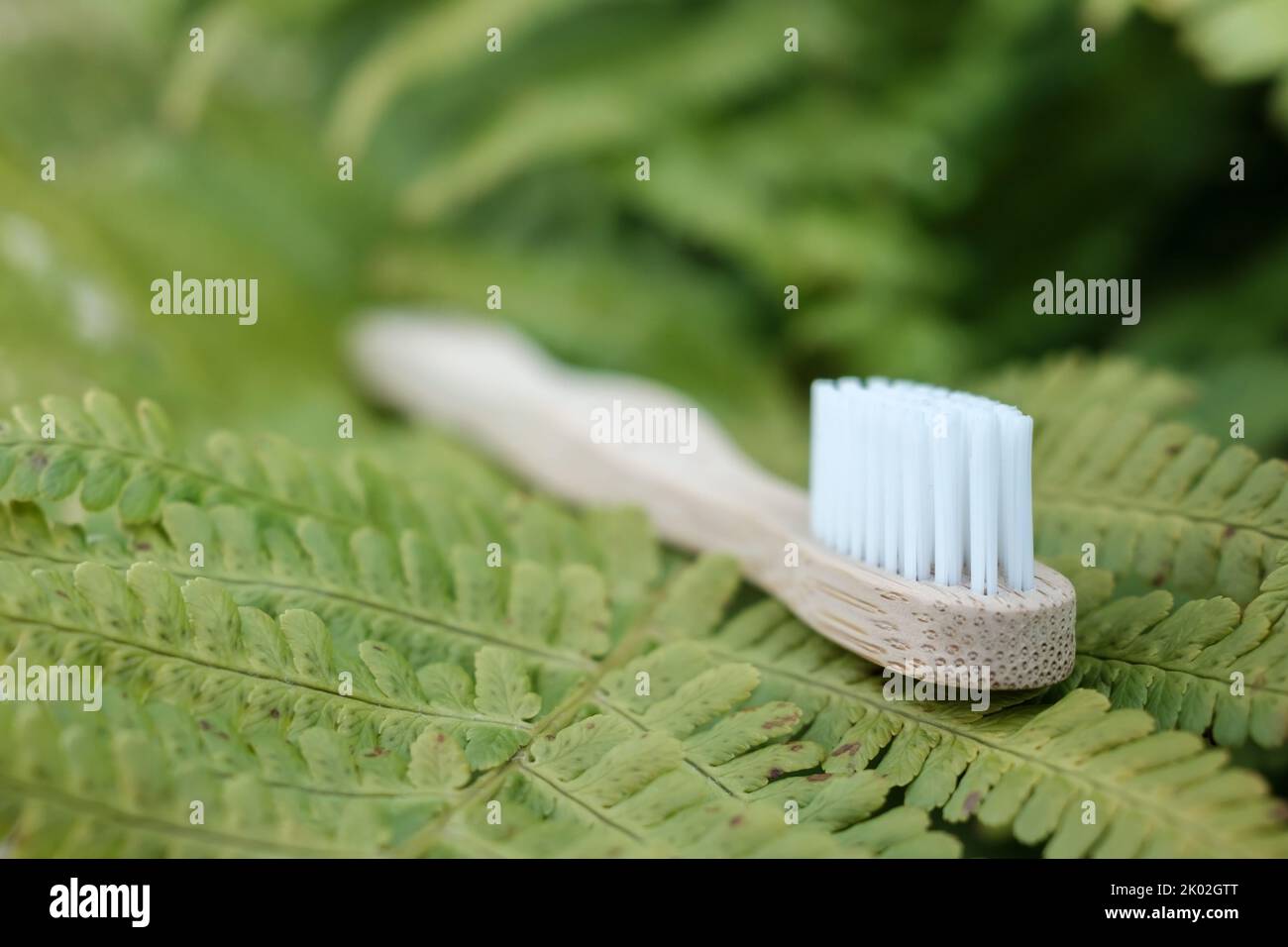 Close-up of a biodegradable bamboo toothbrush on a fern leaf. Environmental care concept. Stock Photo