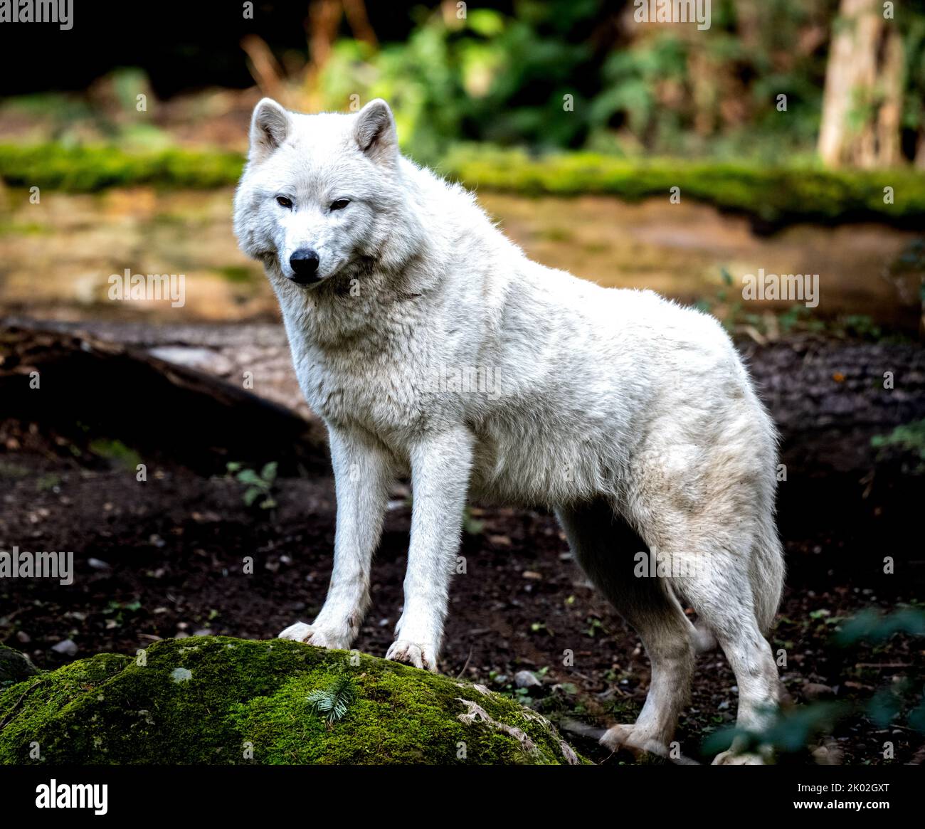 A lone white wolf standing at attention Stock Photo - Alamy