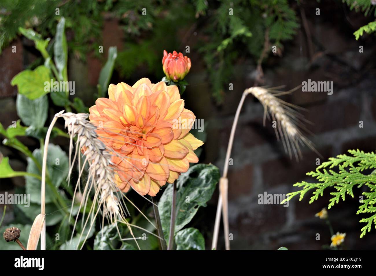 Peach Dahlia Flower in bloom Stock Photo Alamy