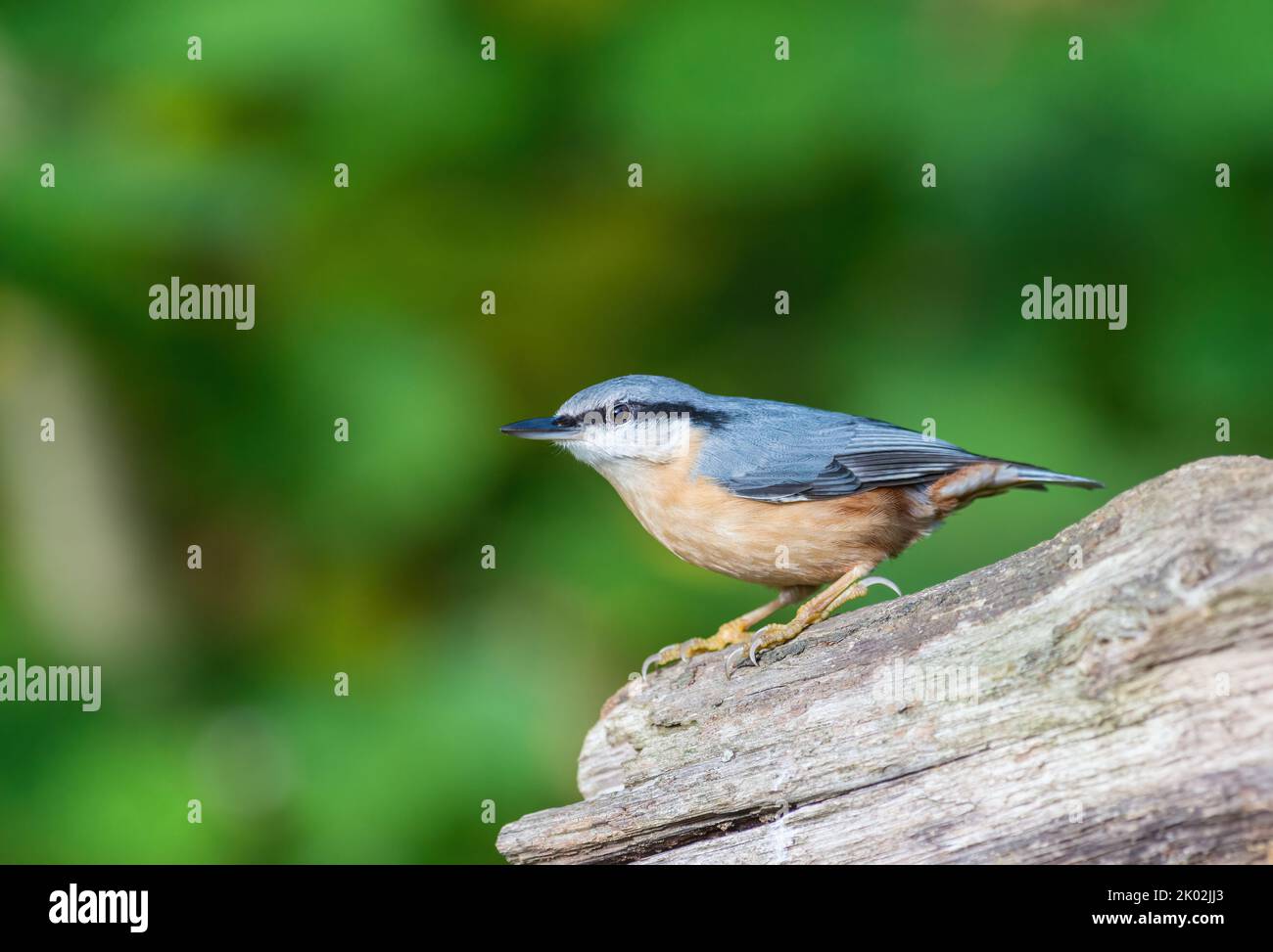 Nuthatch, Sitta Europaea, perched on the end of log in a woodland setting, clear background. Side view, looking left Stock Photo