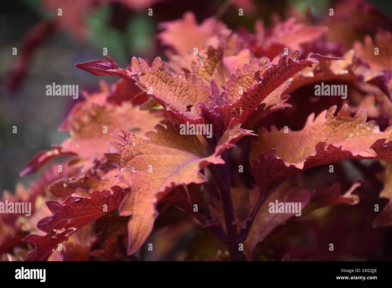 Beautiful vibrant red leaves on coral bell plants in the summer. Stock Photo