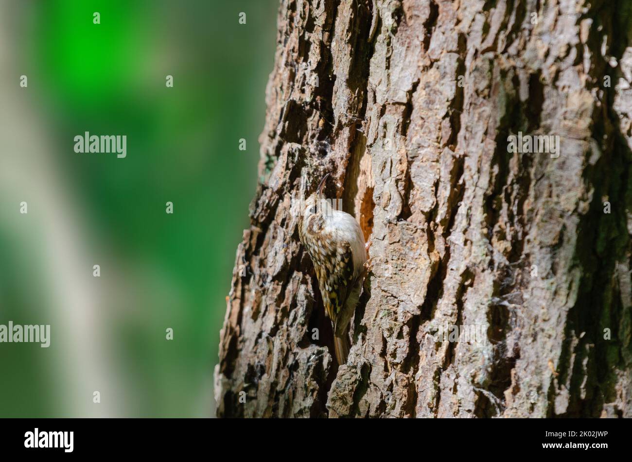 Treecreeper, Certhia familiaris, in a woodland setting, climbing up towards its nest.UK Stock Photo