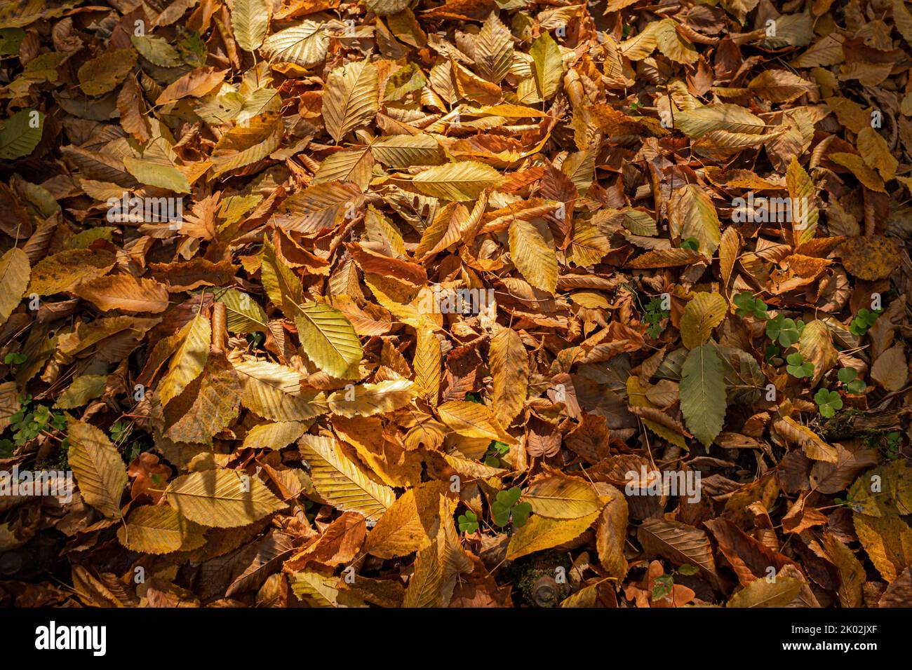 Rustle Foliage Carpet made of dry withered leaves. Autumn foliage colors. Calm autumn ...
