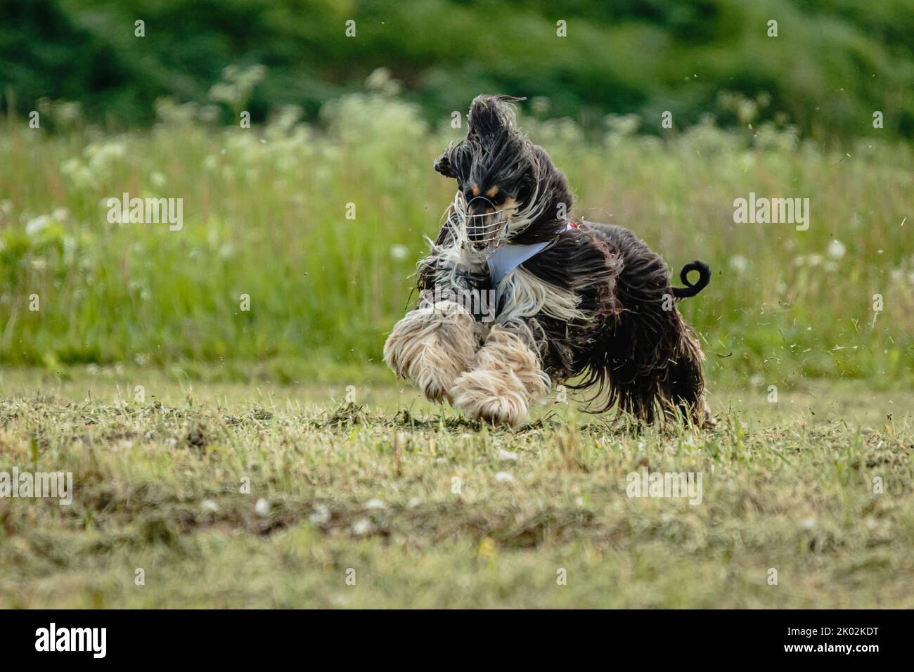 Dog running in green field and chasing lure at full speed on coursing  competition straight into camera Stock Photo - Alamy