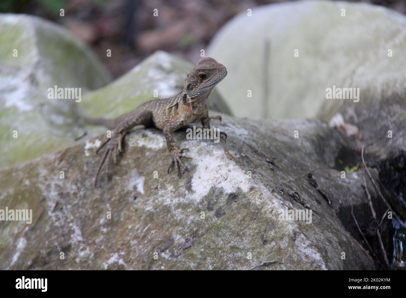 lizard in a park in sydney in australia Stock Photo