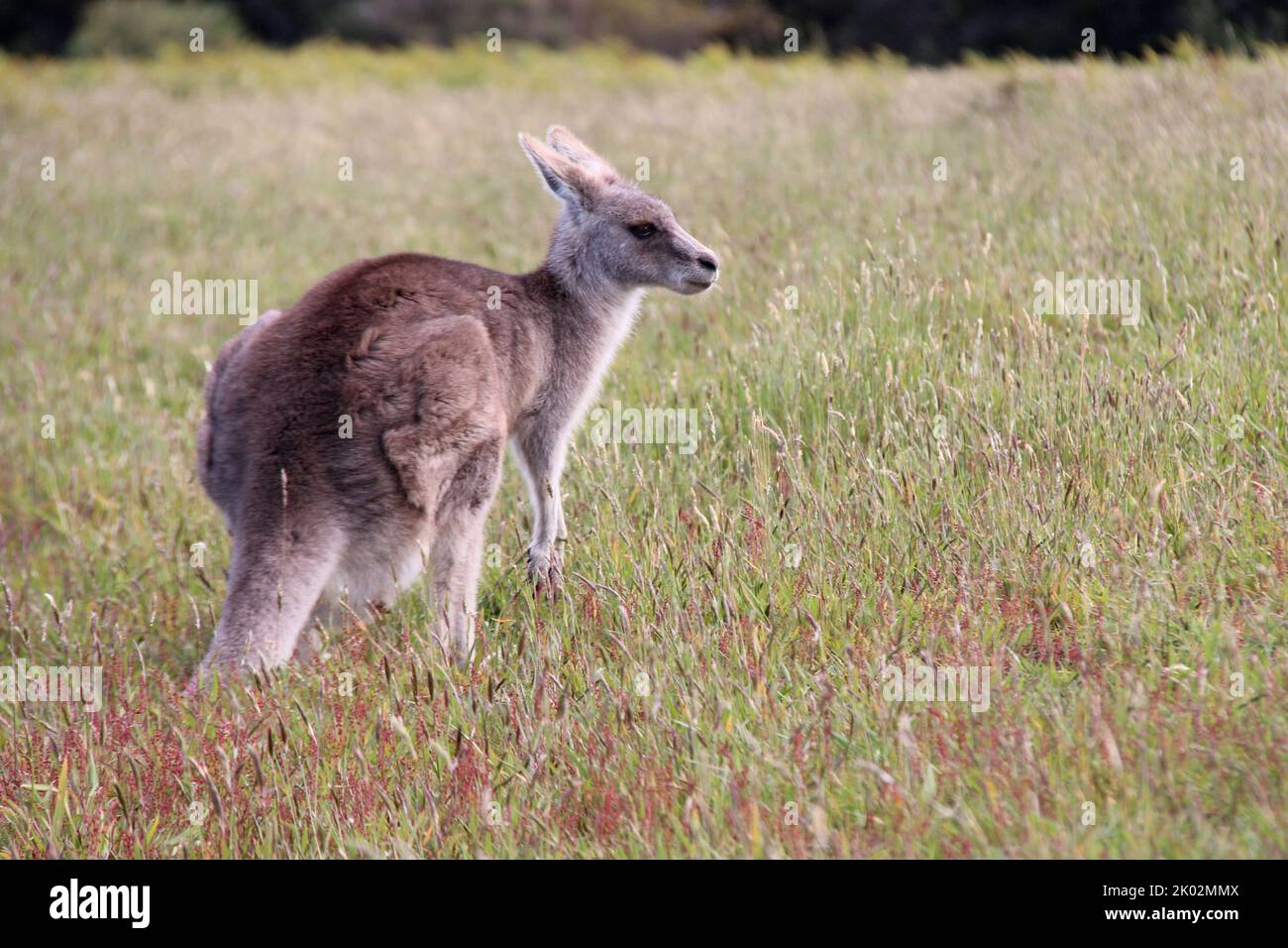 wild kangaroo in australia Stock Photo Alamy