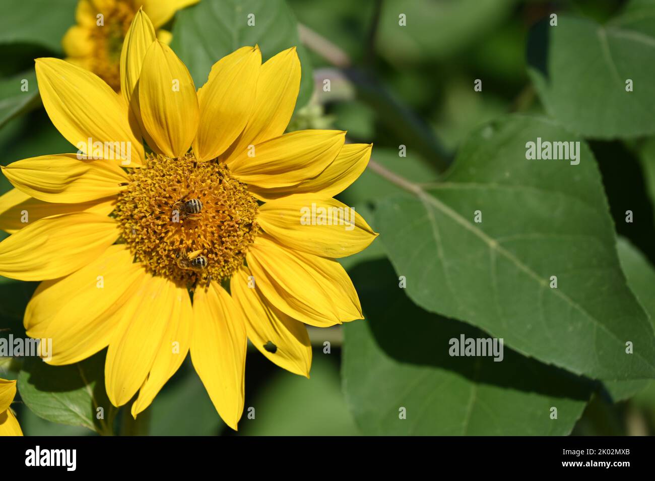 Pollinating Bees on Garden Sunflowers Stock Photo Alamy