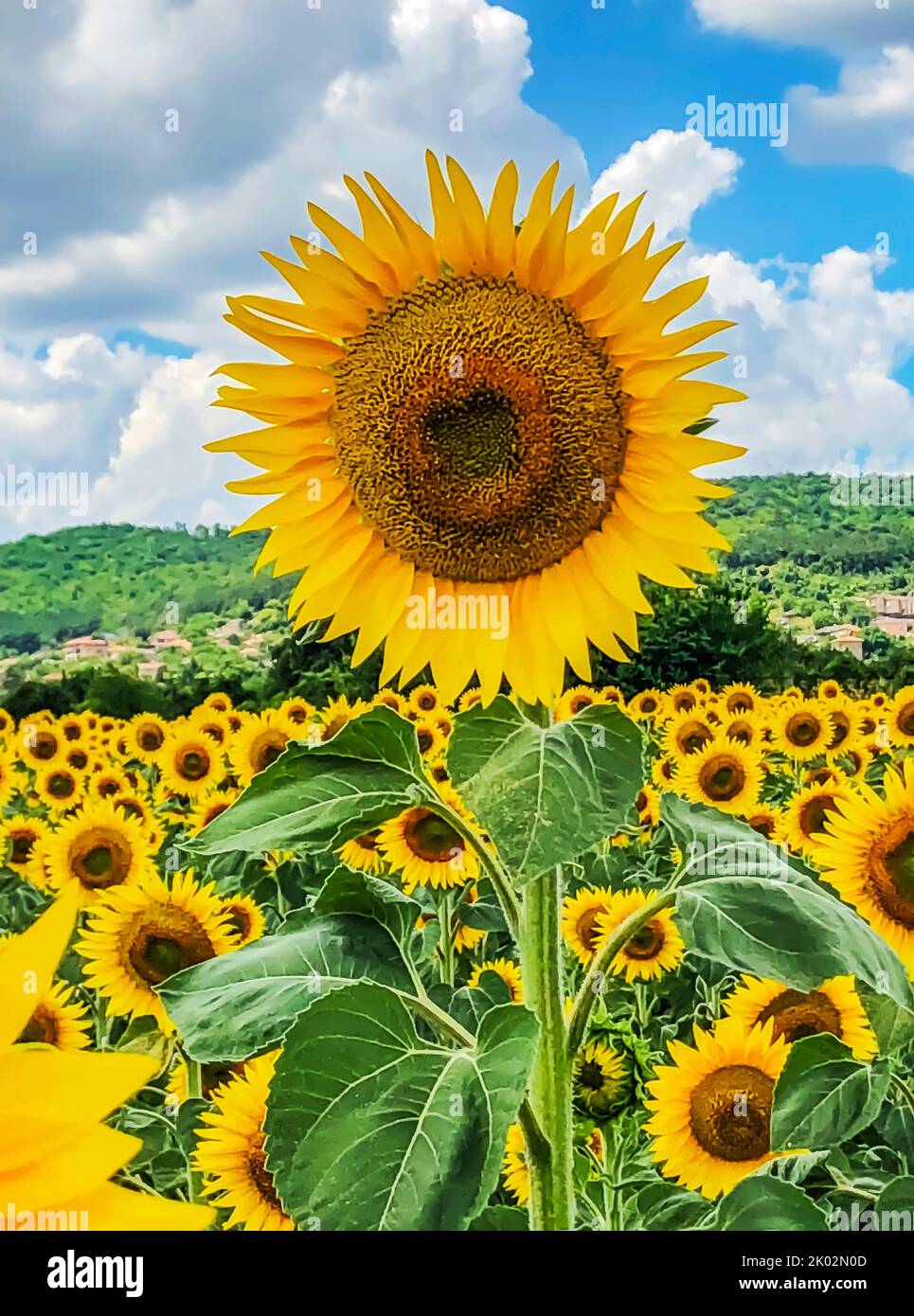 sunflower in a sunflower field Stock Photo
