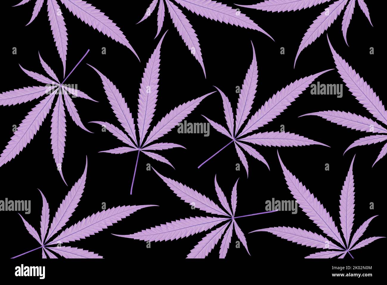 Pattern of purple hemp leaves on black background Stock Photo