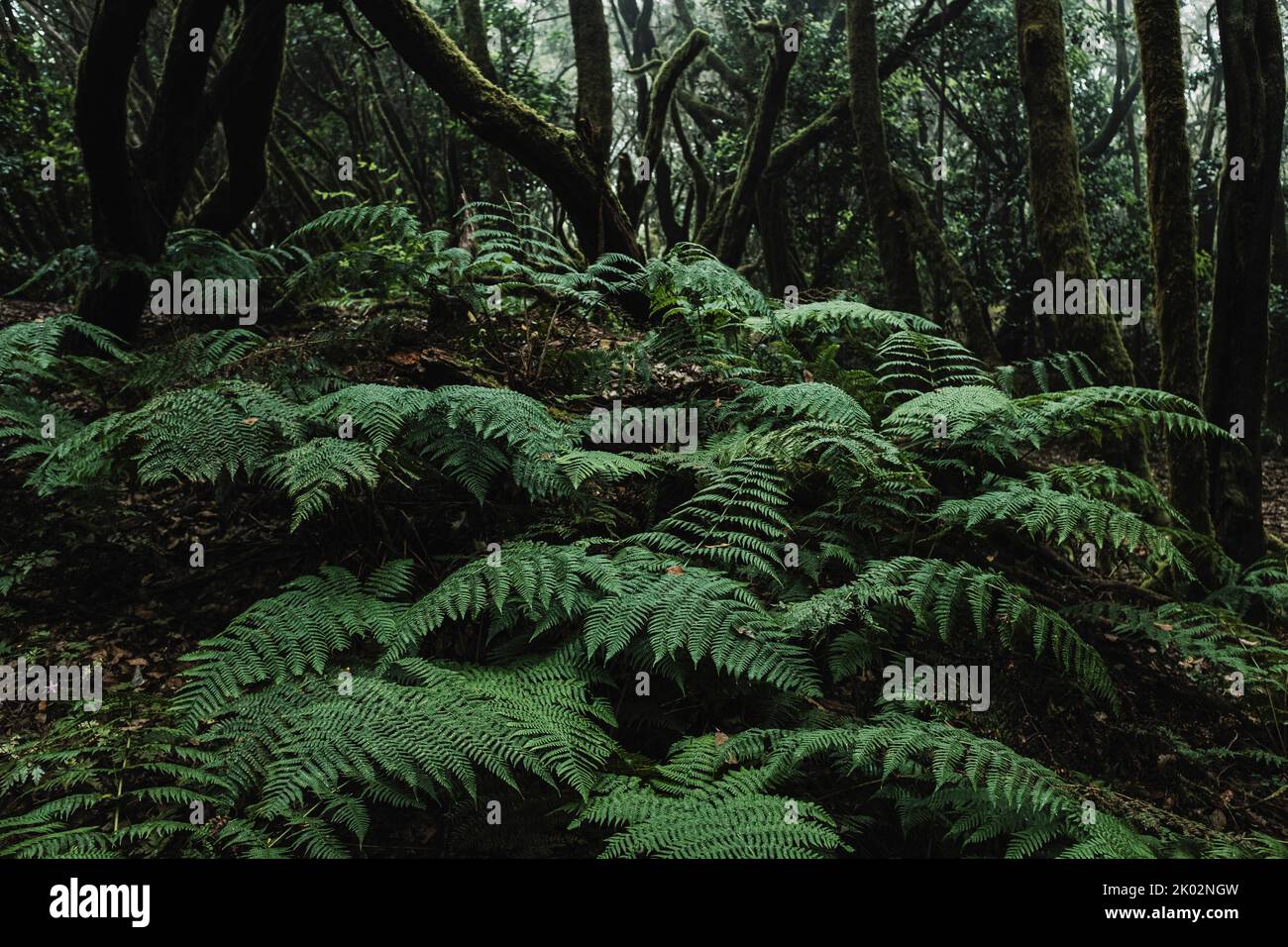 Close up of big leaves in the green woods and forest in background. Nature outdoors wild scenic place. Dark and shadow landscape. Concept of environment and planet earth. Stop deforestation. Creepy mist atmosphere Stock Photo