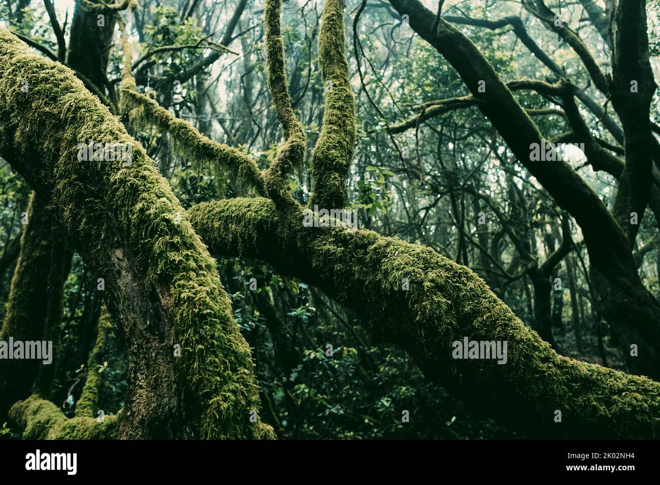 Close up of green trunk trees with musk in a deep wild forest background. Scenic nature outdoors park landscape. Adventure and explore scenery place. Nature and planet earth. Stock Photo
