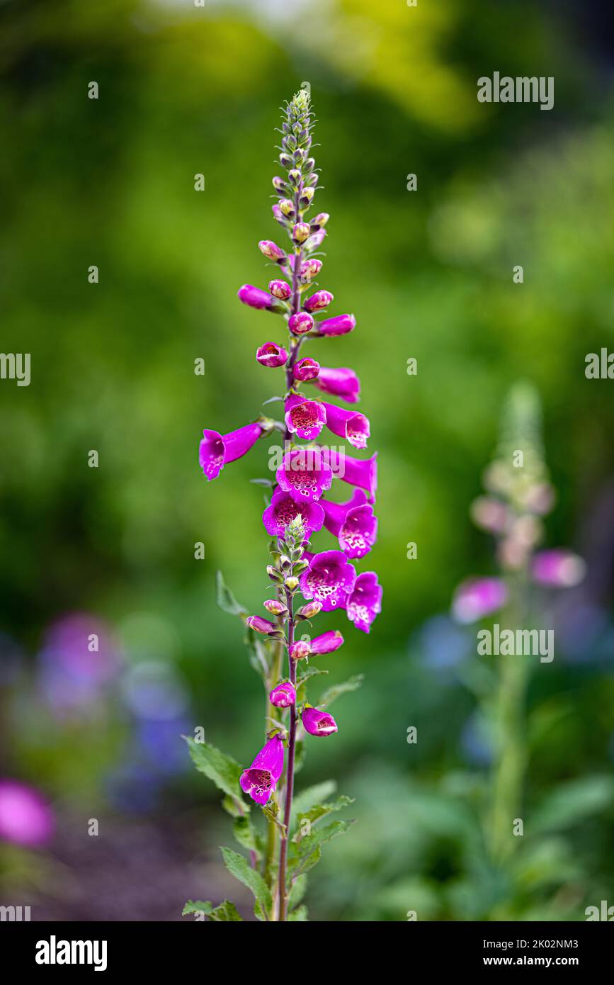 Foxglove leaves hi-res stock photography and images - Alamy