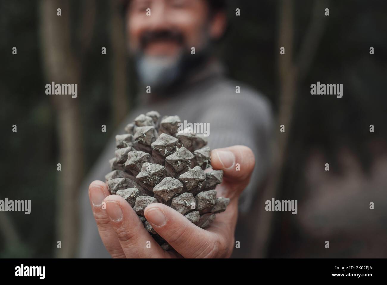 Close up of a pine cone. Man holding pine cone on hand and showing at the camera. Environment and nature lover people concept. Trees and forest in background Stock Photo