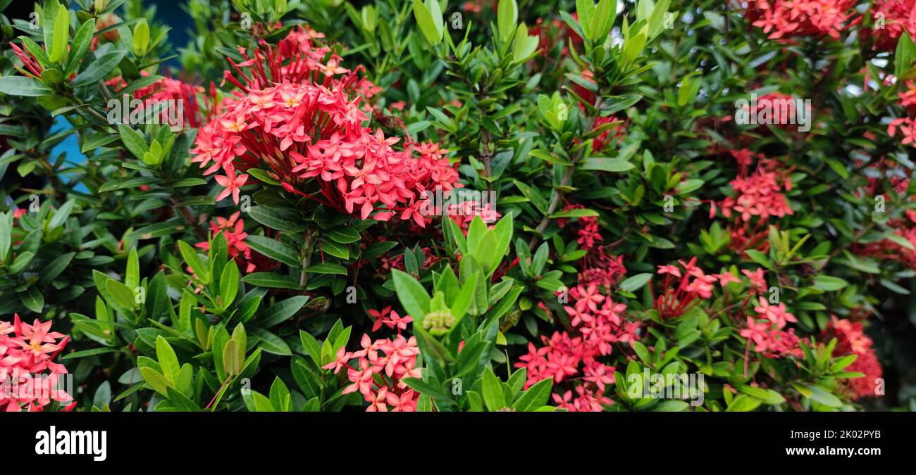 Ixora flower in bloom hi-res stock photography and images - Page 6 - Alamy