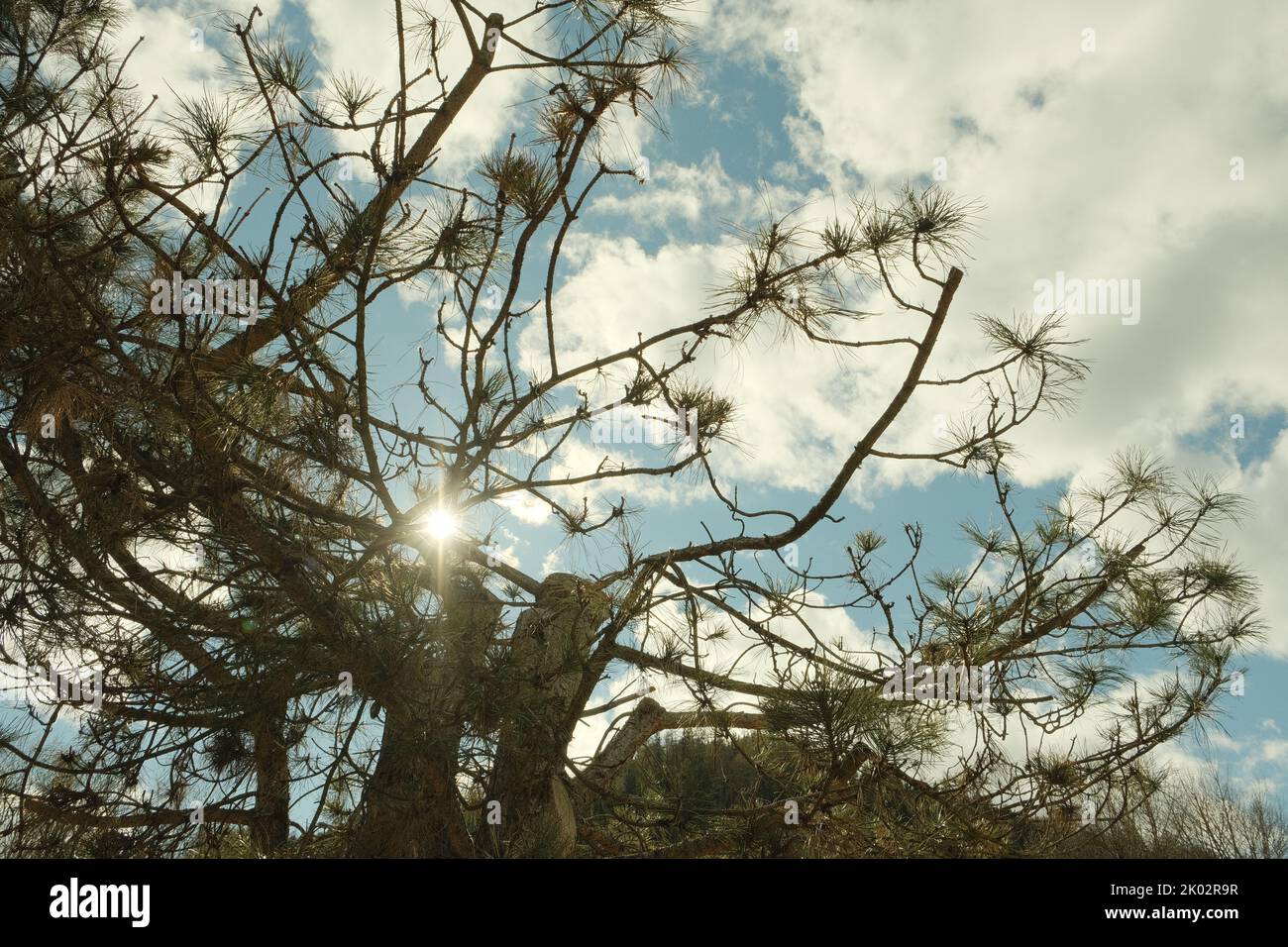 A low angle shot of a pine tree with the sunlight peeking in between ...
