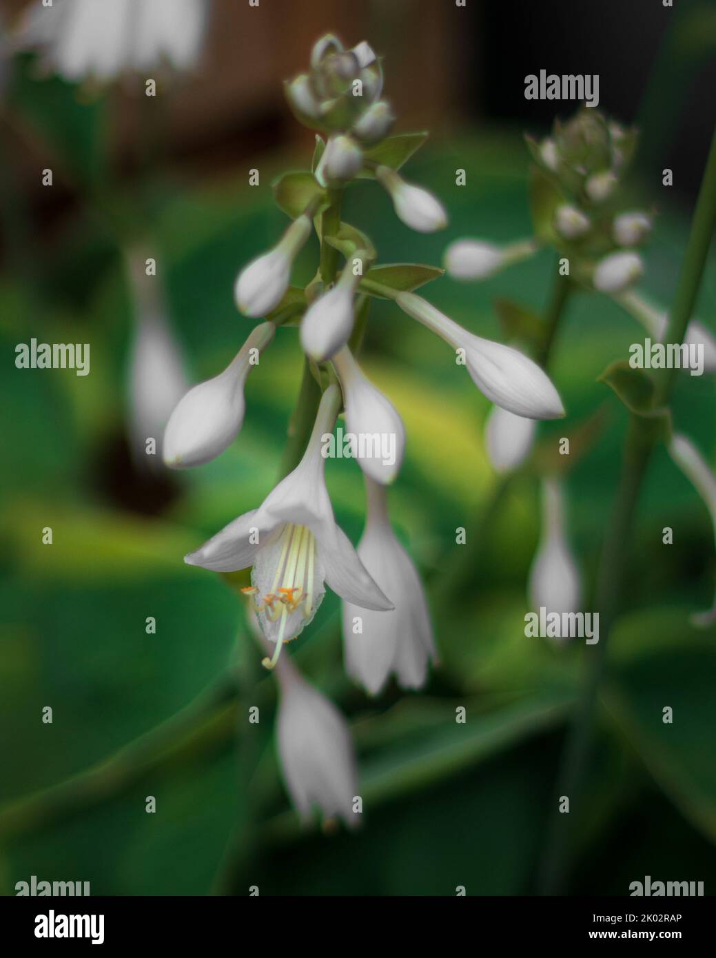 A vertical closeup shot of small Fragrant plantain lily flower