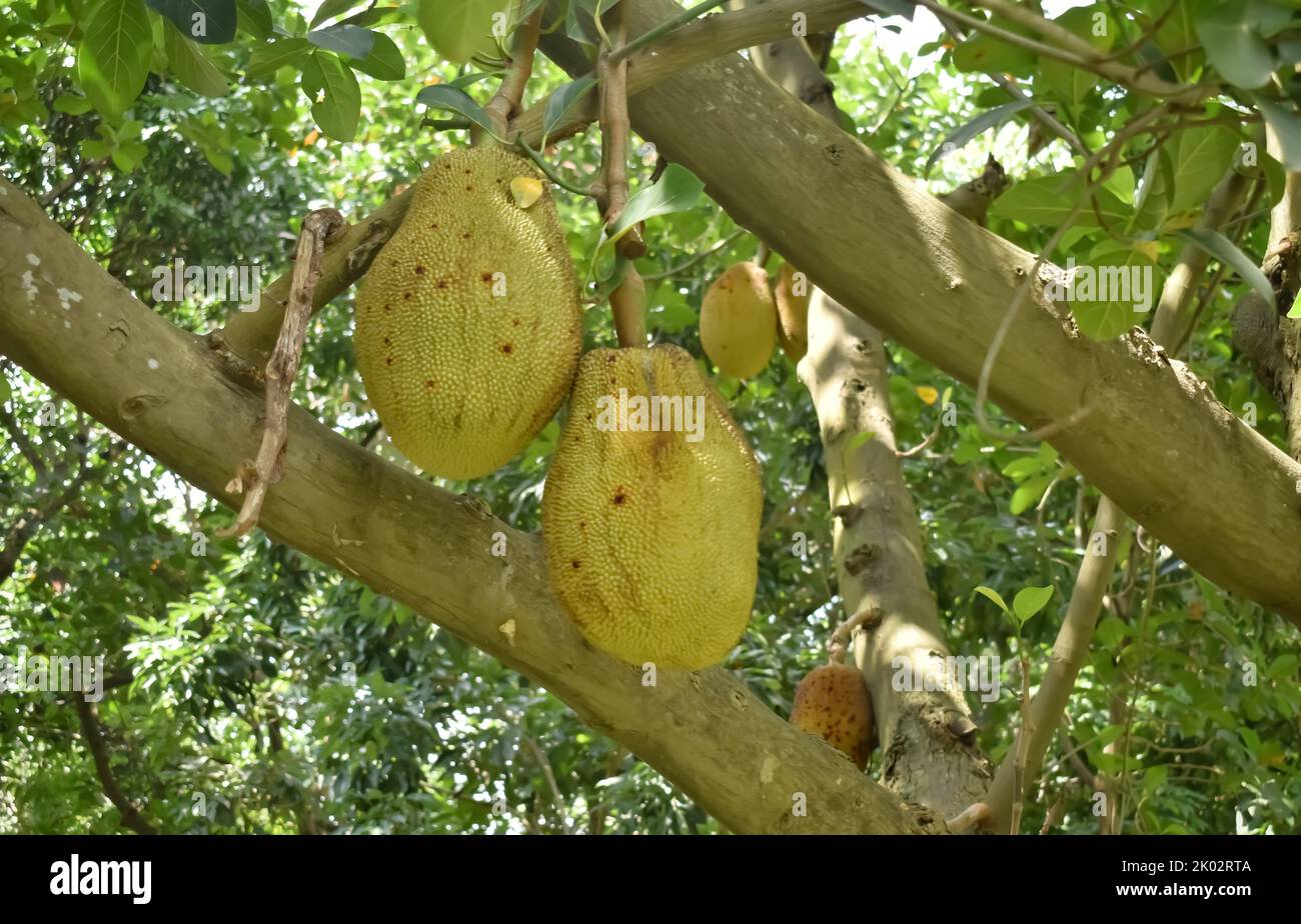 A closeup view of Jackfruit hanging from the tree during day time in India. Tropical tree fruit grown in Asia, Africa and South America. Stock Photo