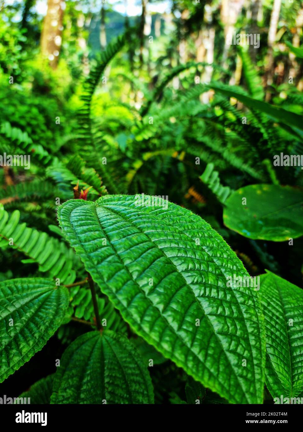 A vertical shot of green leaves of Koster's Curse (Clidemia hirta) plant Stock Photo
