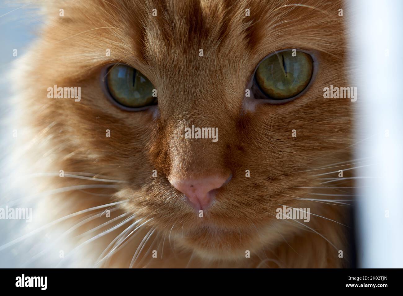A closeup of an orange tabby cat face Stock Photo - Alamy