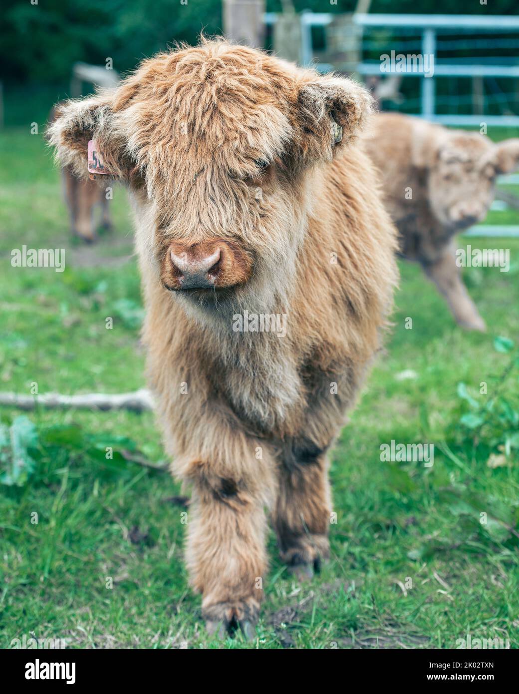 The Scottish Highland cow calf Stock Photo - Alamy