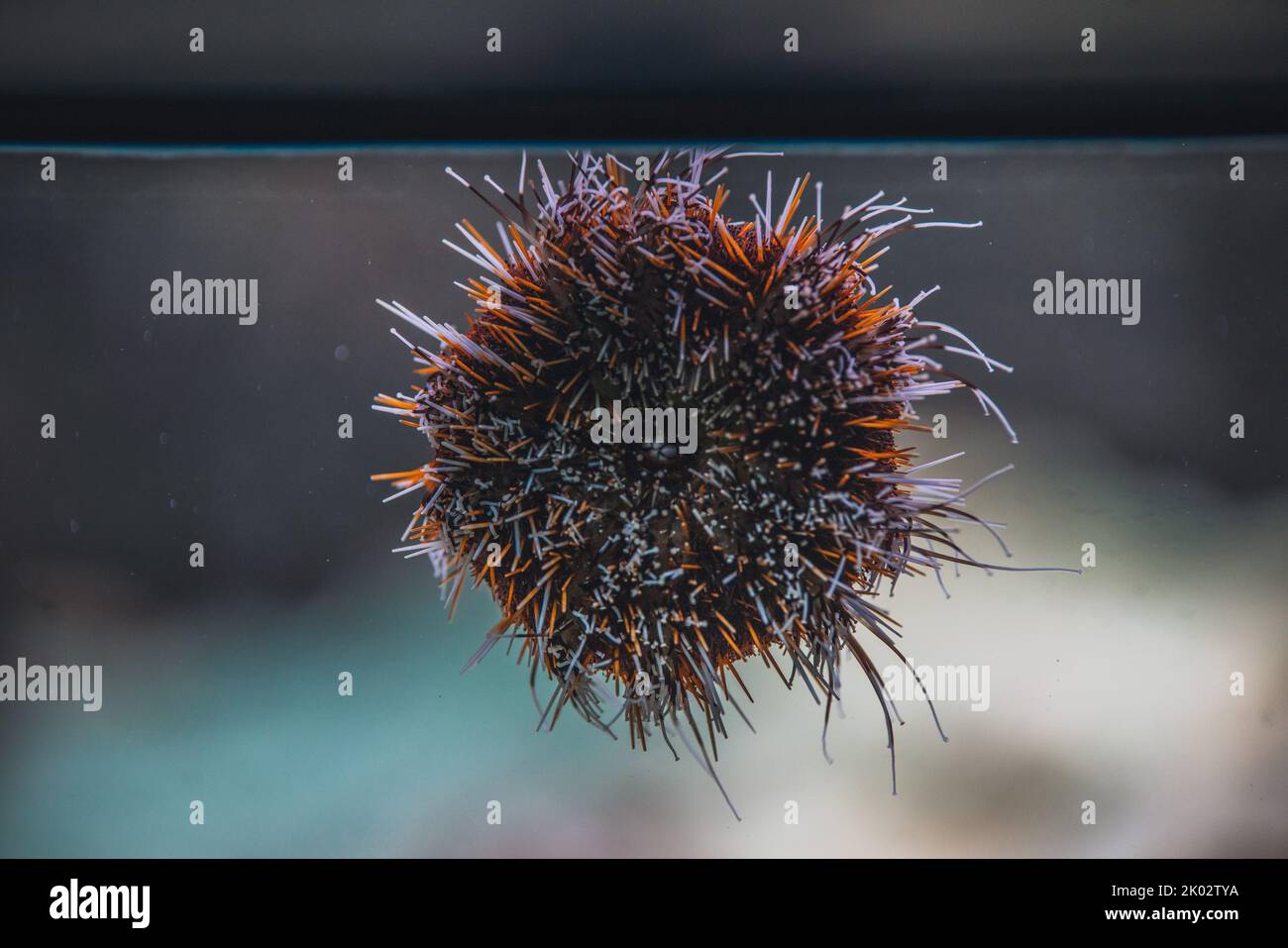A sea urchin on the glass of an aquarium Stock
