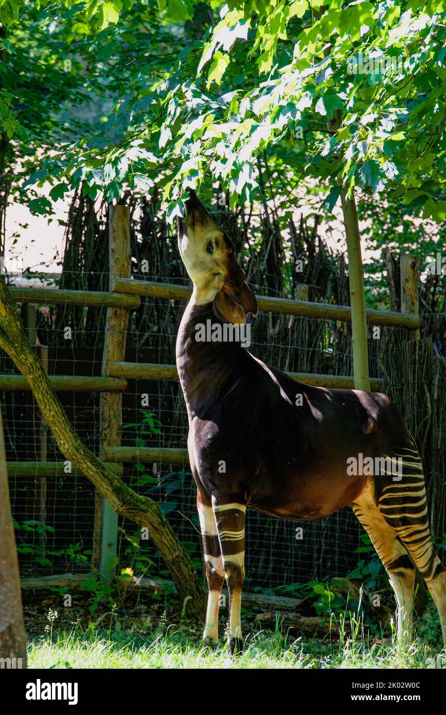 African okapi hi-res stock photography and images - Alamy