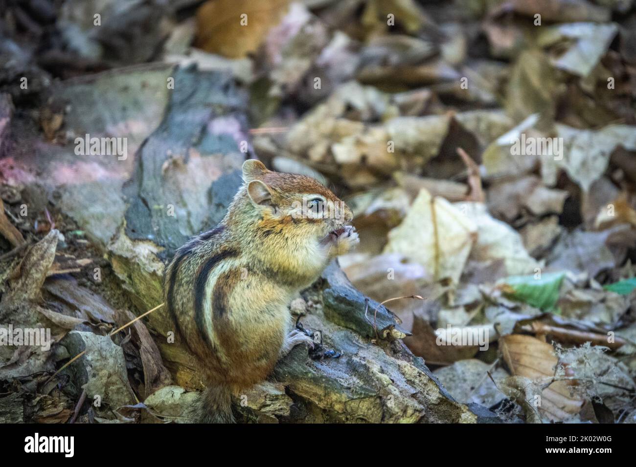 An Eastern chipmunk eating a nut on a branch surrounded by fallen