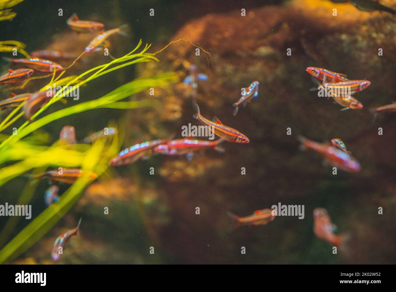 A closeup of rainbow shiner fish in the aquarium. Notropis chrosomus. Stock Photo