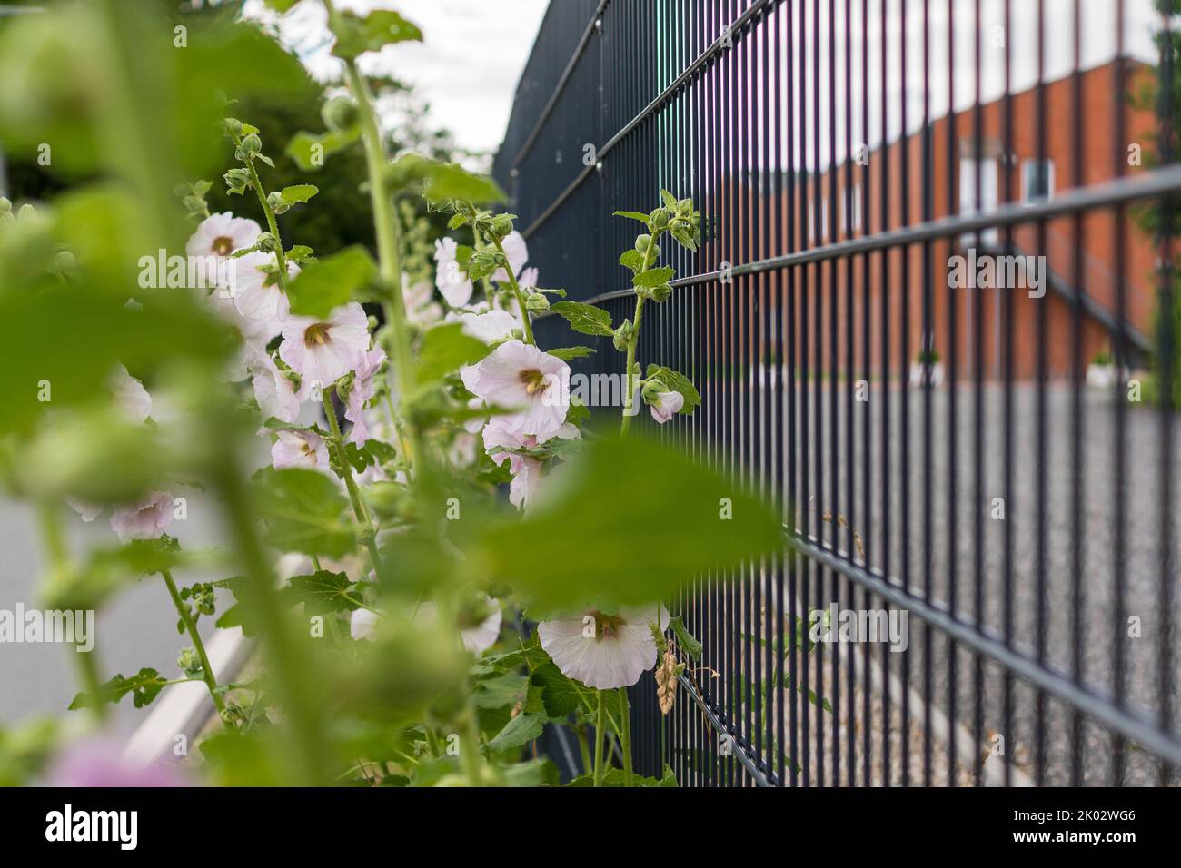 Flowers by the wayside, view through, nature in big city, fence