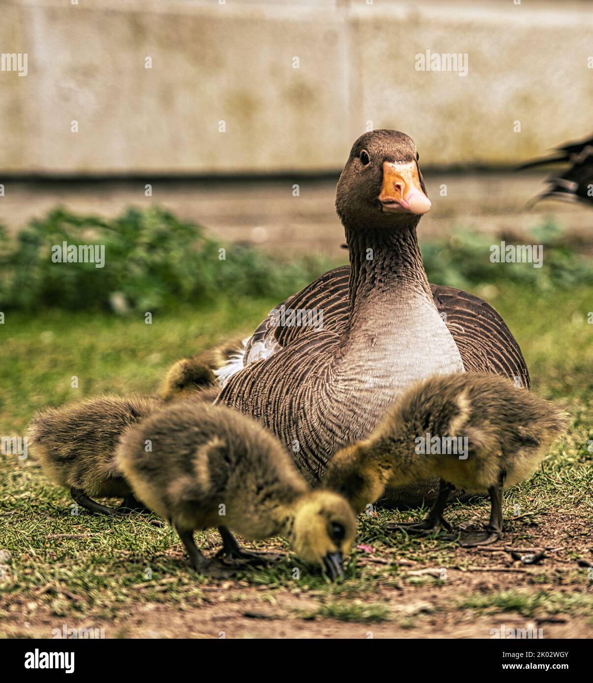 A closeup of a mom duck with its ducklings on grass Stock Photo - Alamy