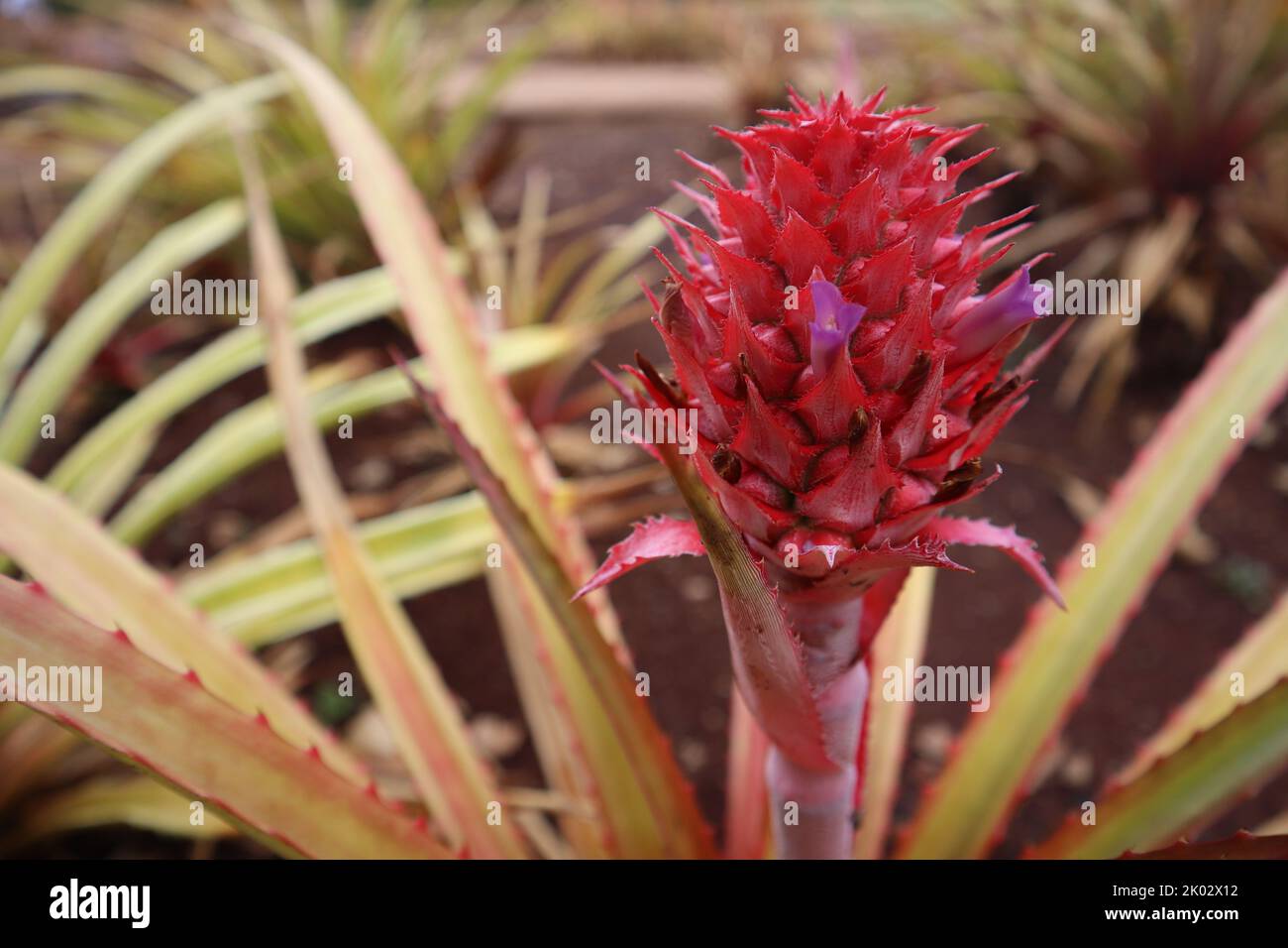 A closeup of a Cerrado Pineapple (Ananas ananassoides) plant on the ...