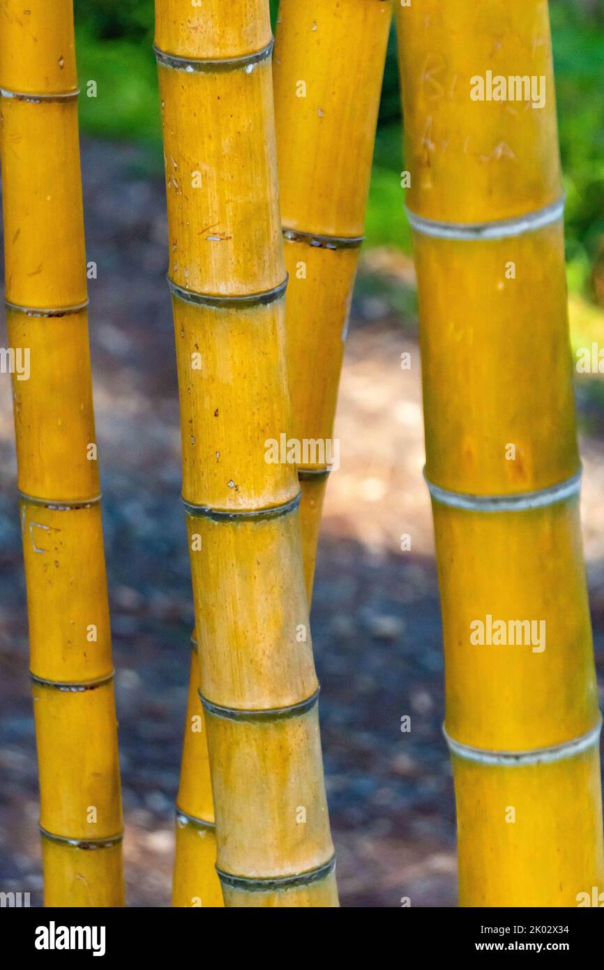 The vertical close-up view of bamboo tree tubes growing under the ...