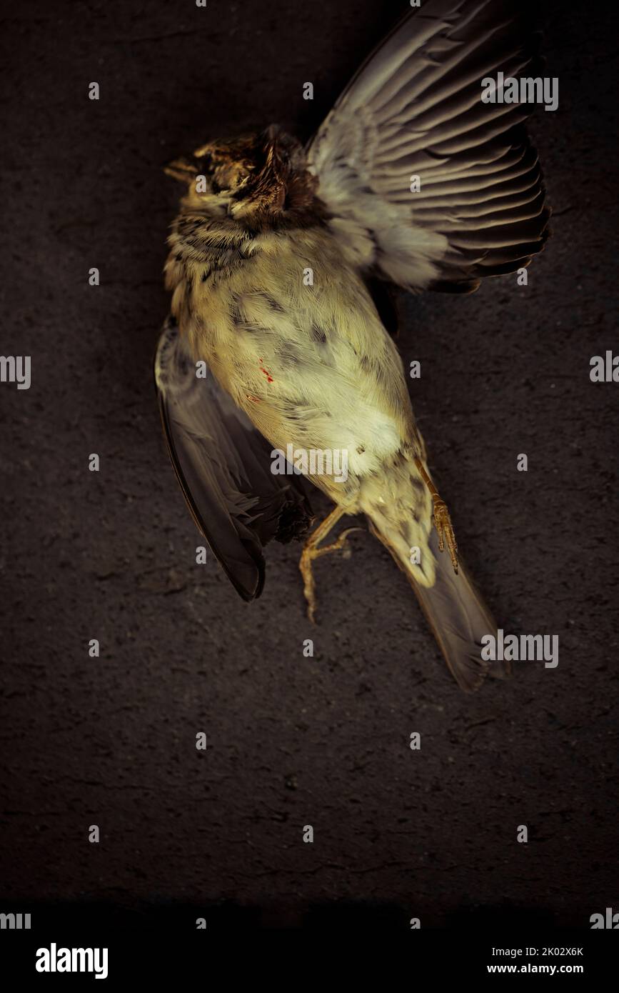 Dead sparrow on dark background Stock Photo