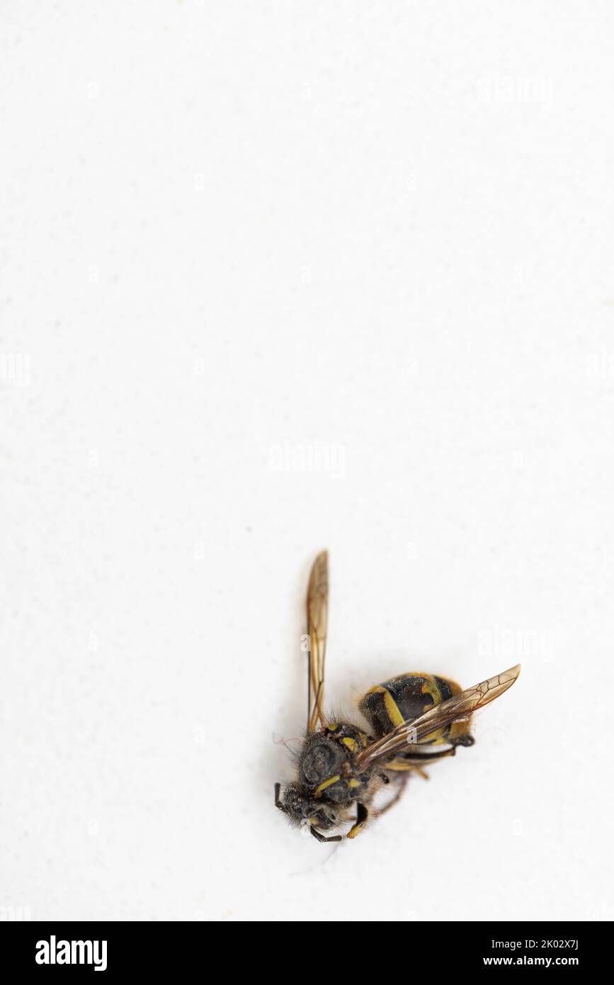 Dead insect on white background Stock Photo