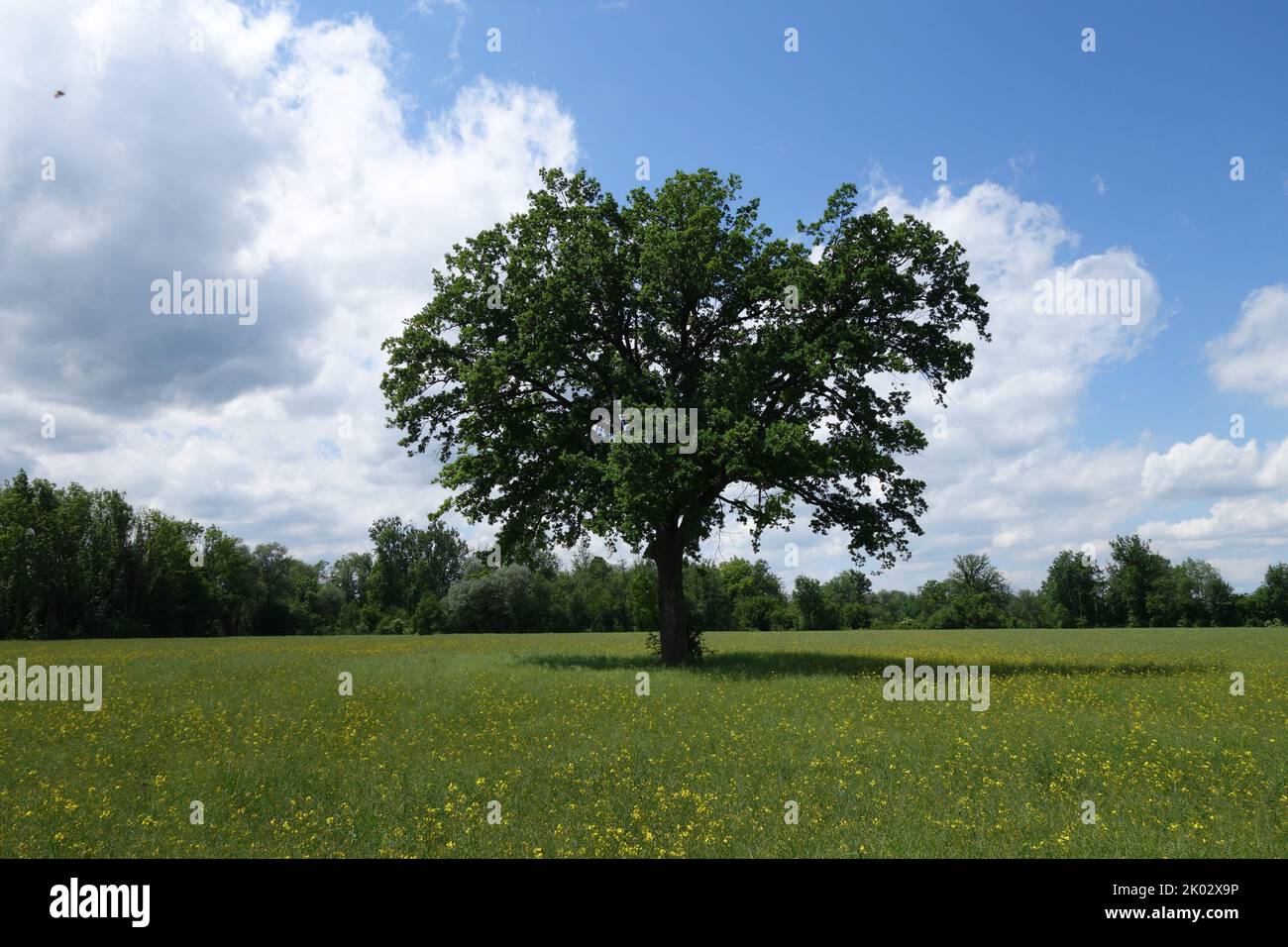 The trees in the field under a cloudy sky Stock Photo - Alamy