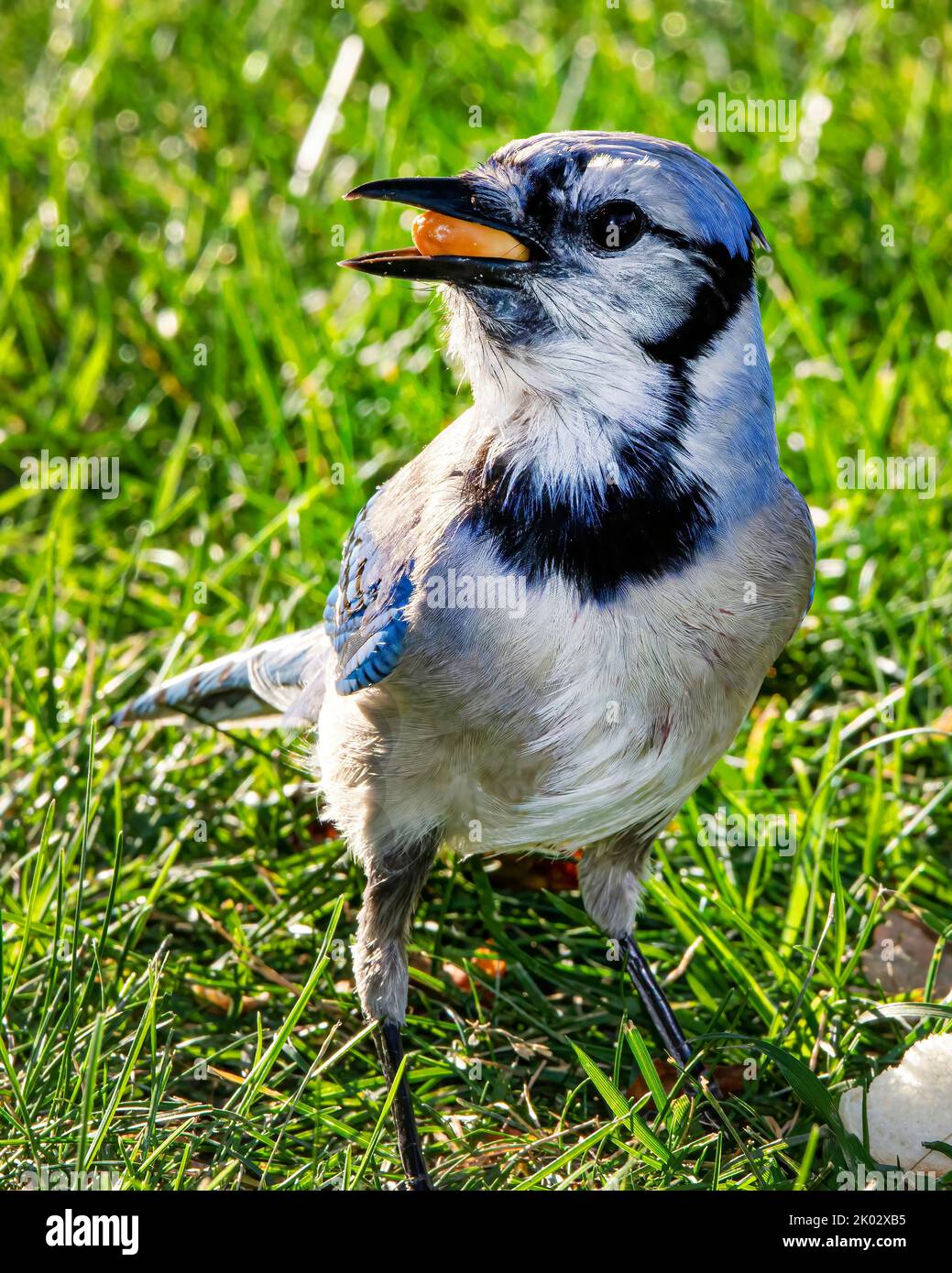 A closeup of adorable blue jay on green grass with eating peanut Stock Photo