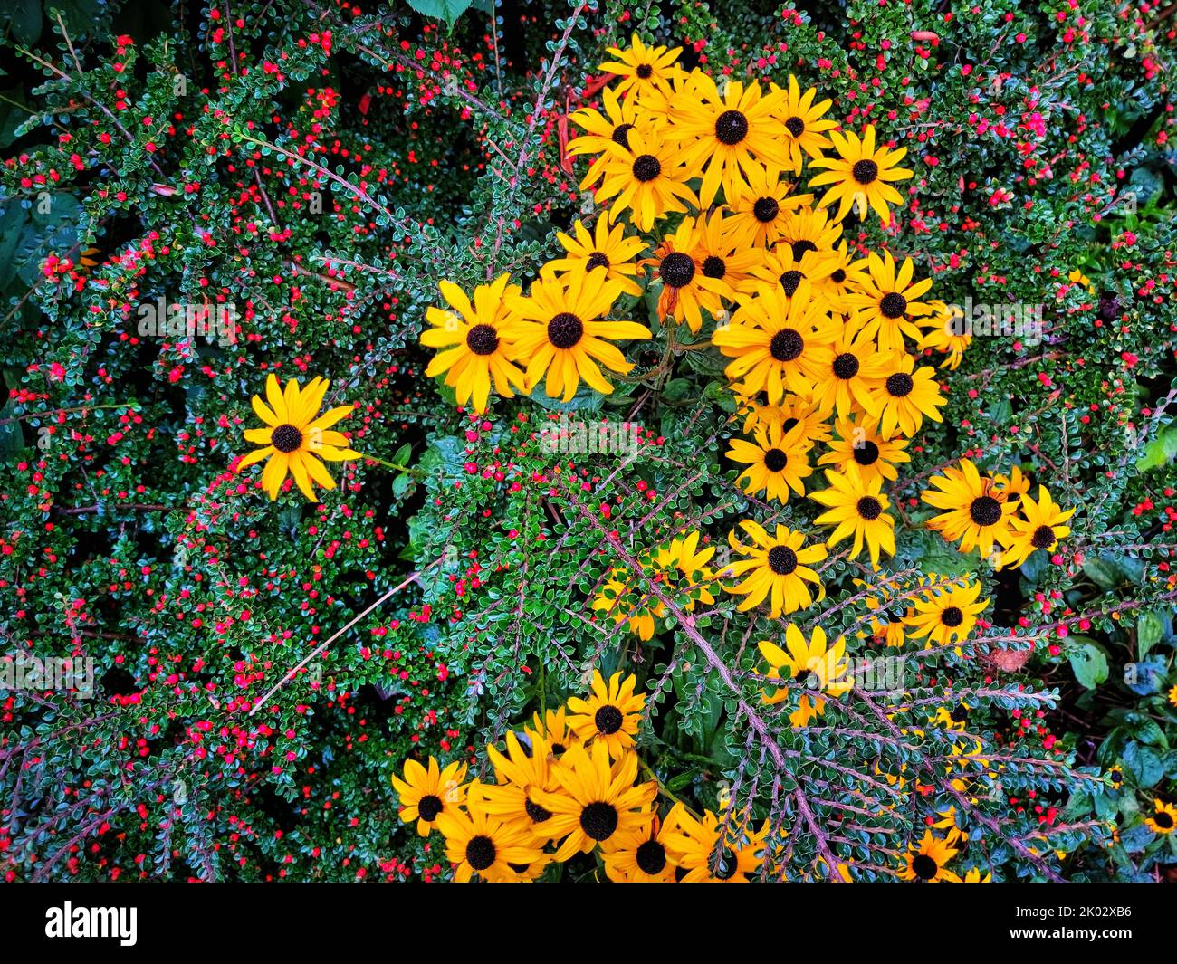 A closeup of Cotoneaster and Rudbeckia hirta, commonly called black-eyed Susan. Stock Photo