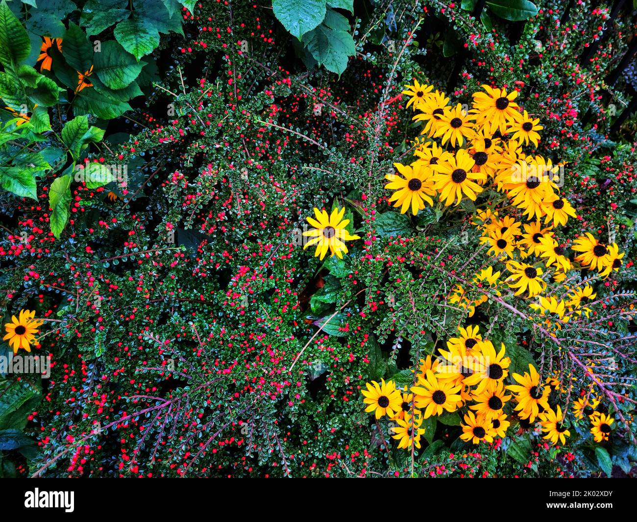 A closeup of Cotoneaster and Rudbeckia hirta, commonly called black-eyed Susan. Stock Photo