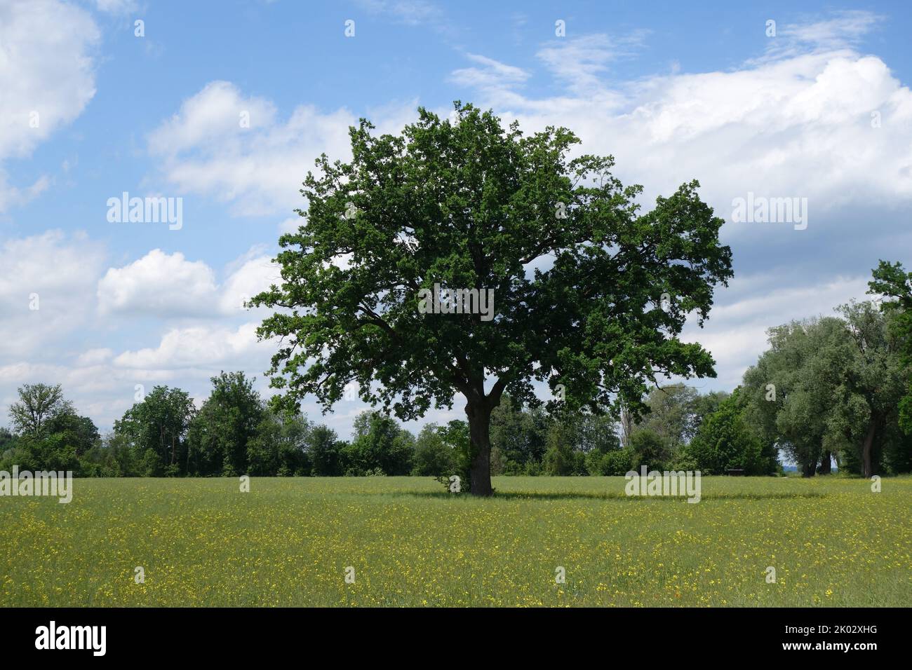 The trees in the field under a cloudy sky Stock Photo - Alamy