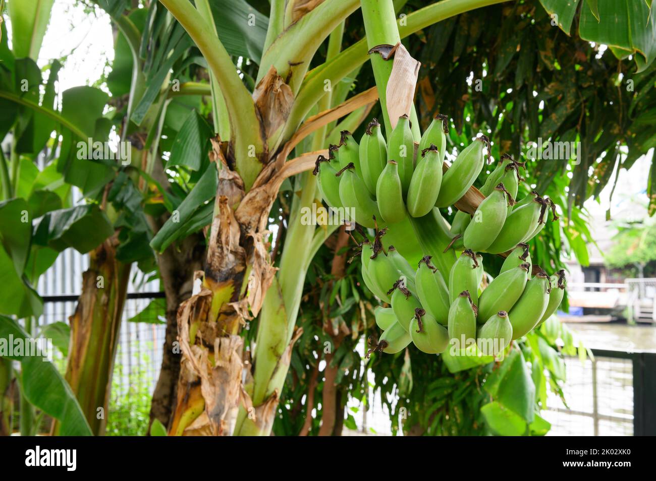 Banana tree with a bunch of bananas in the garden Stock Photo