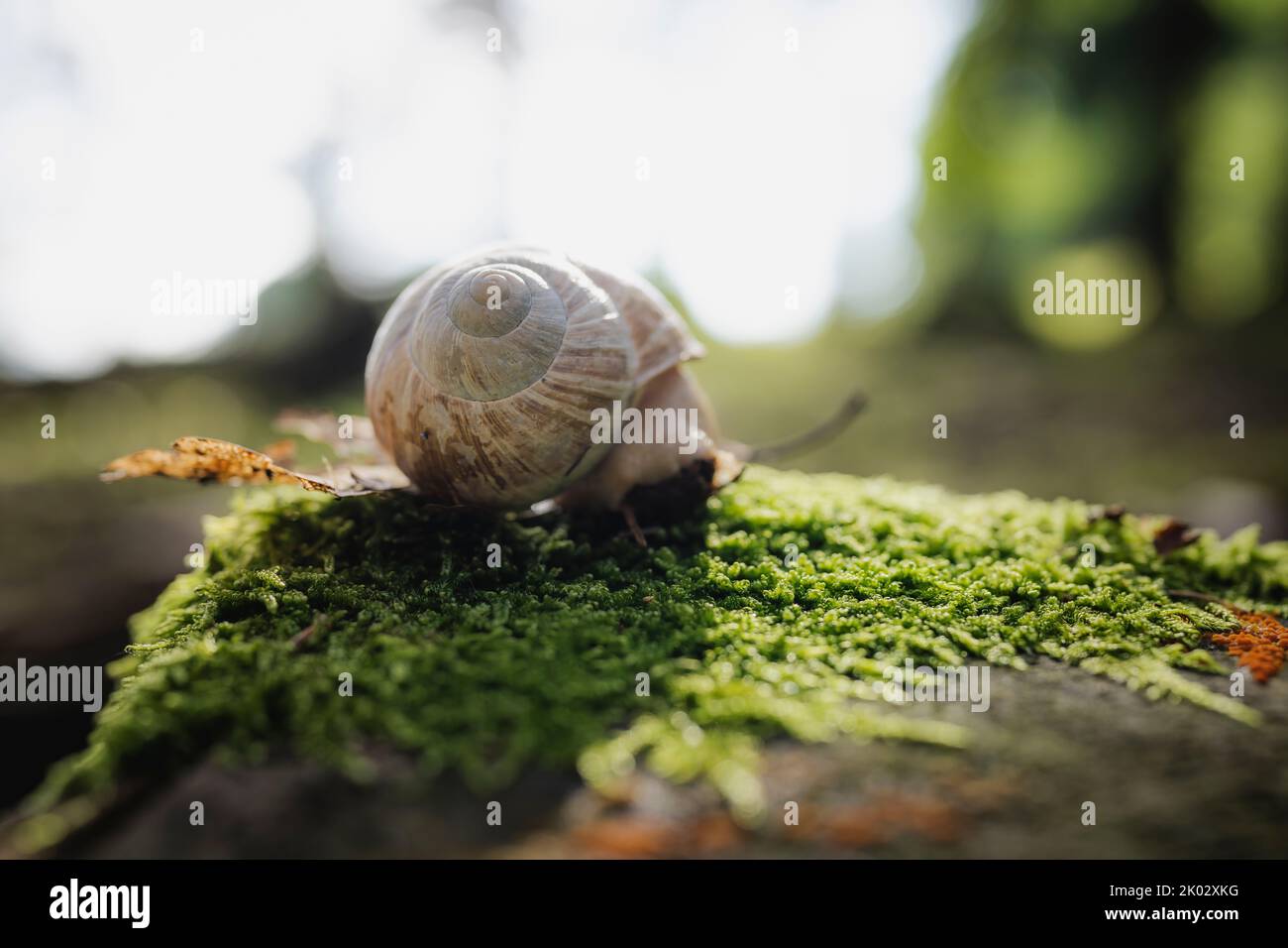 Snail in moss Stock Photo