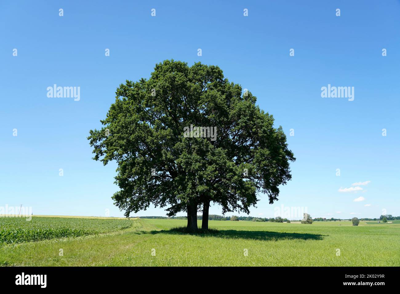 Germany, Bavaria, Upper Bavaria, Traunstein county, Waging am See, landscape, meadow, oak, freestanding Stock Photo